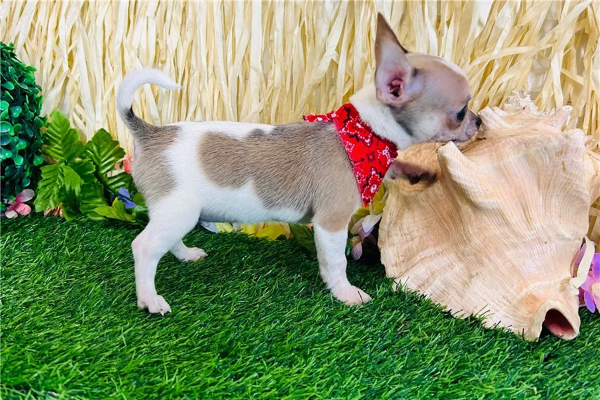 Cadeau Chiots Chihuahua disponibles pour adoption