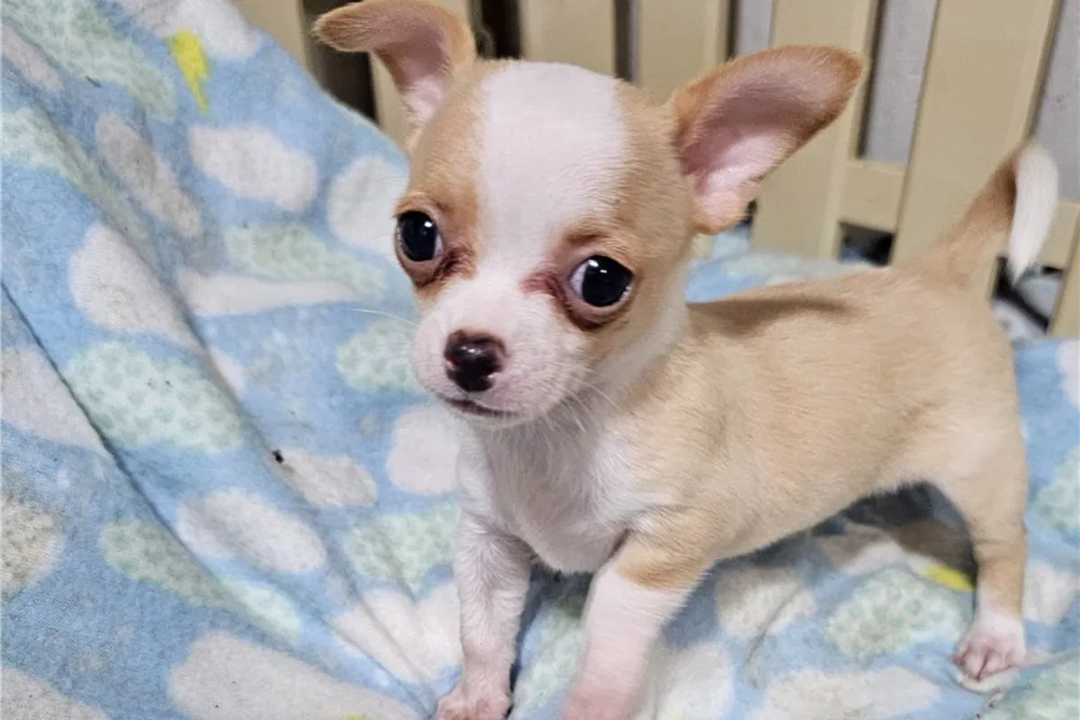 Regalo Cachorros de Chihuahua disponibles para adopciónd