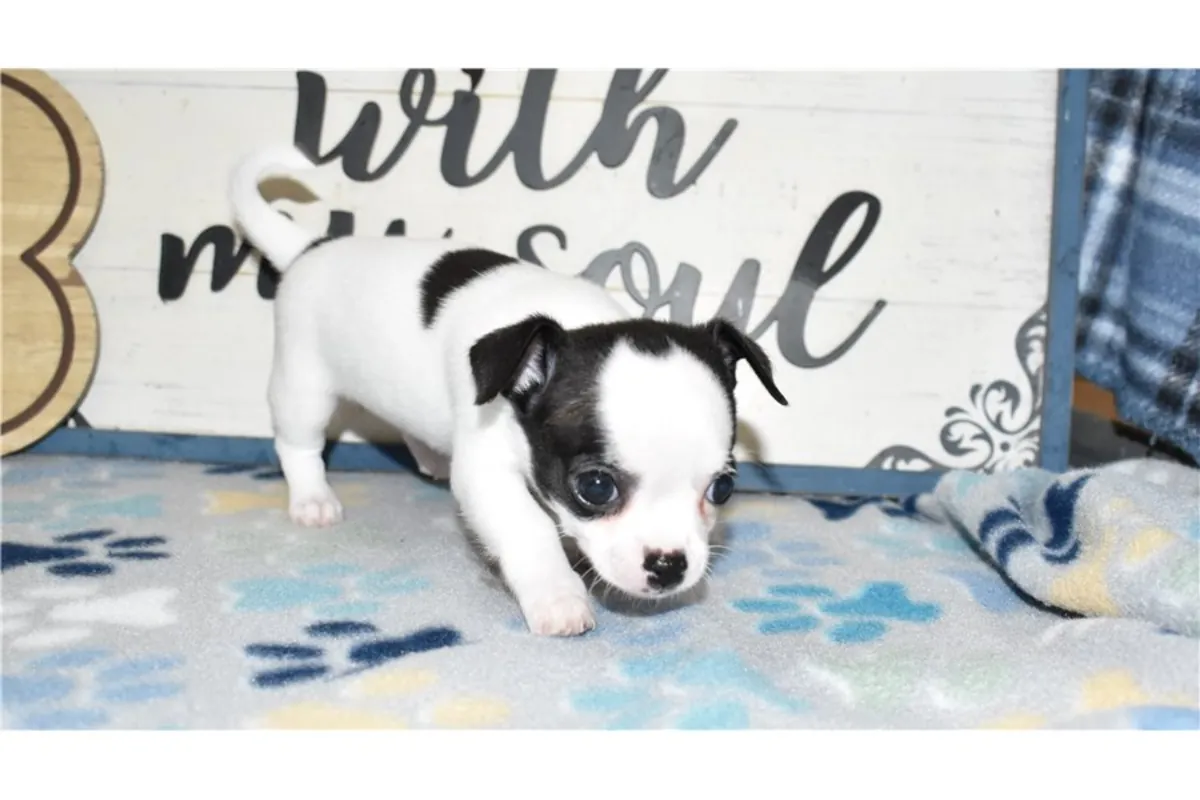 Gift Chihuahua Puppies available for adoption