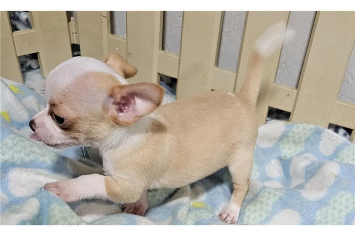 Regalo Cachorros de Chihuahua disponibles para adopción7