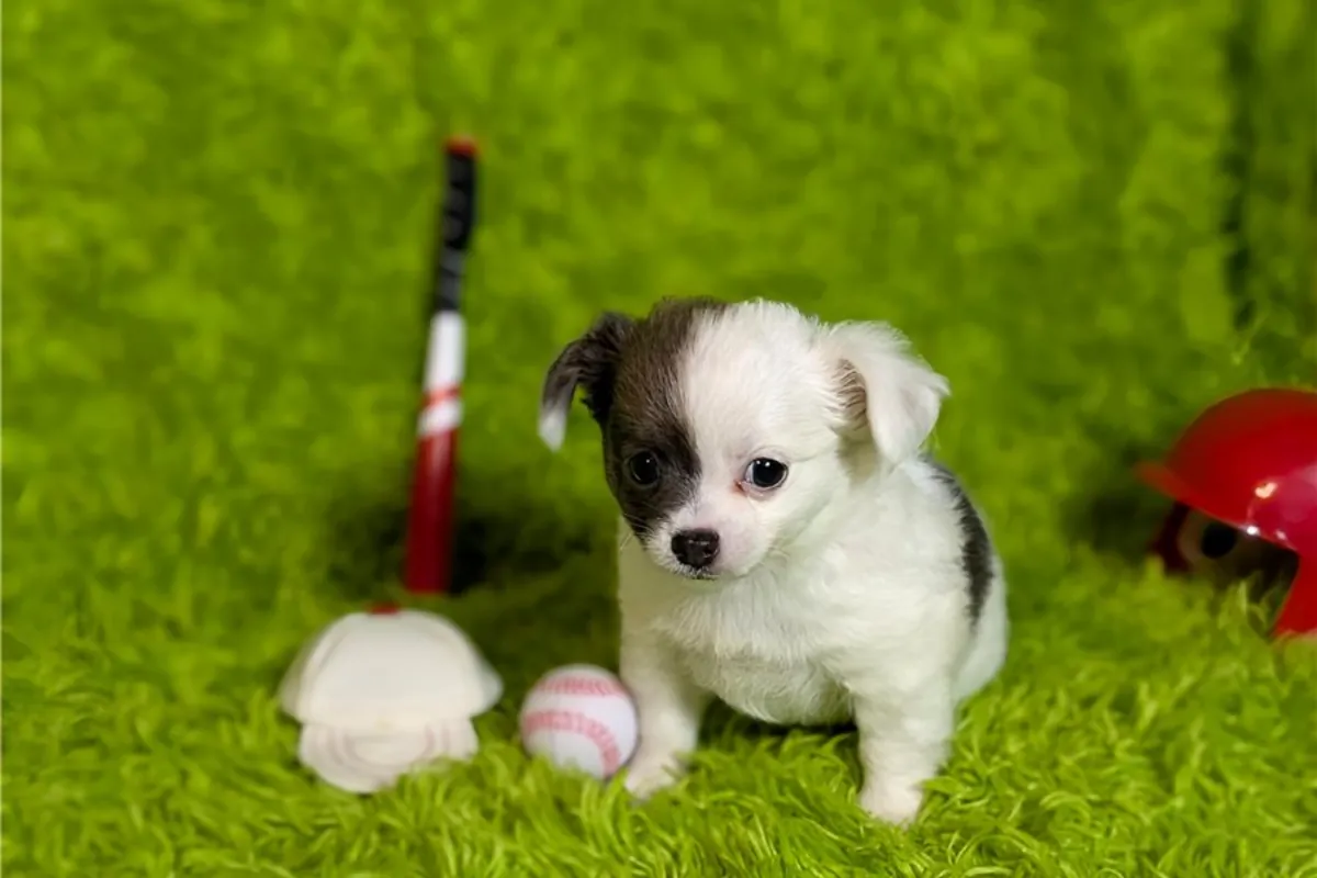 Regalo Cachorros de Chihuahua disponibles para adopción8