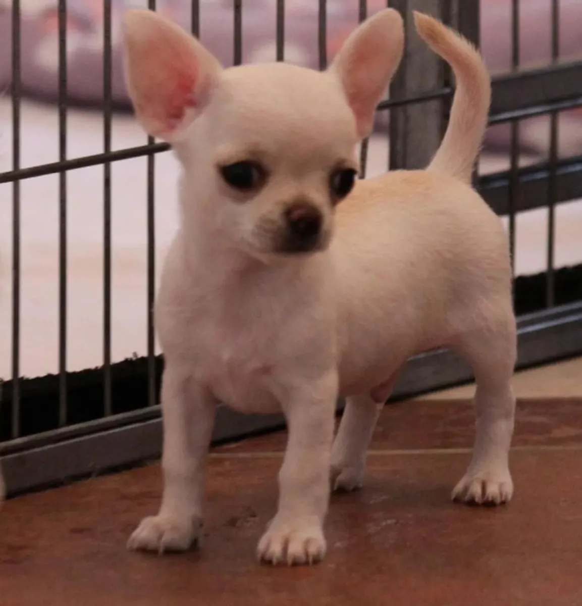 Regalo Cachorros de Chihuahua disponibles para adopciónd