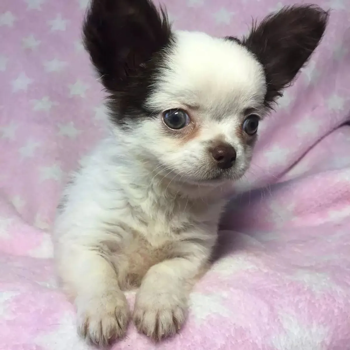 赠送可供领养的吉娃娃幼犬