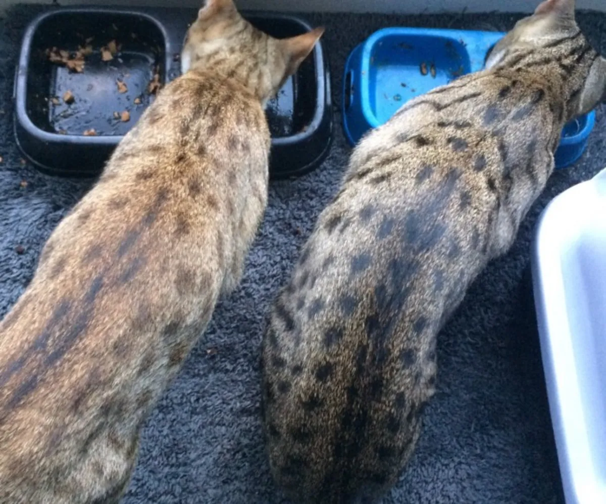 Gatito Bengalí Entrenado en Casa y Vacunado