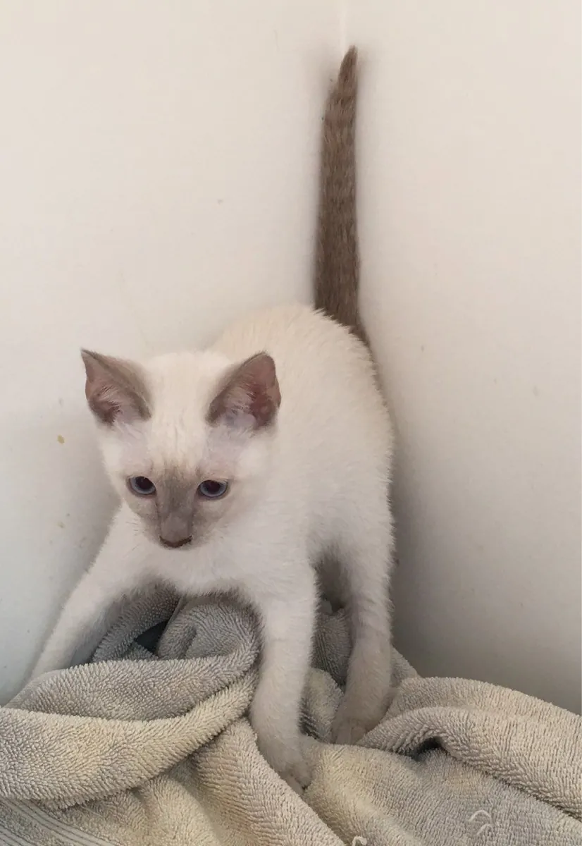Chatons Siamois