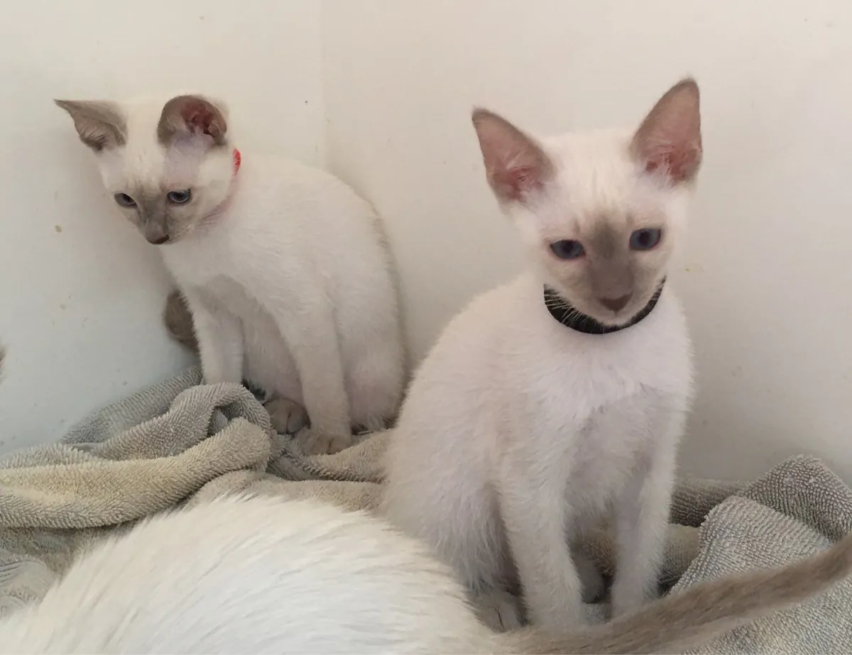 Chatons Siamois