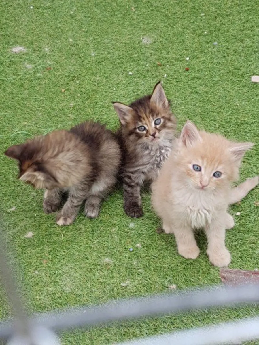 Gatitos Maine Coon Disponibles