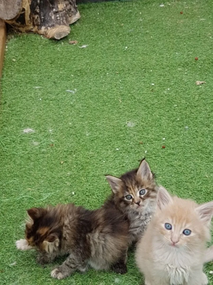 Gatitos Maine Coon Disponibles