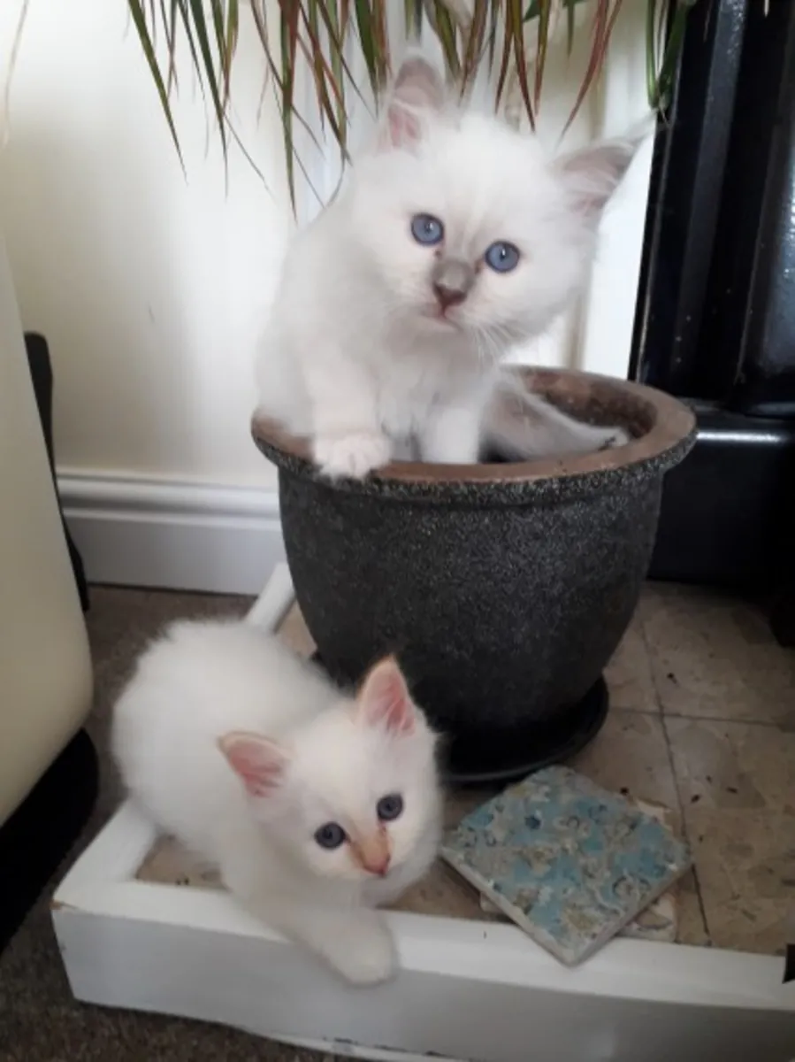 Erkek ve Dişi Birman Yavru Kedileri