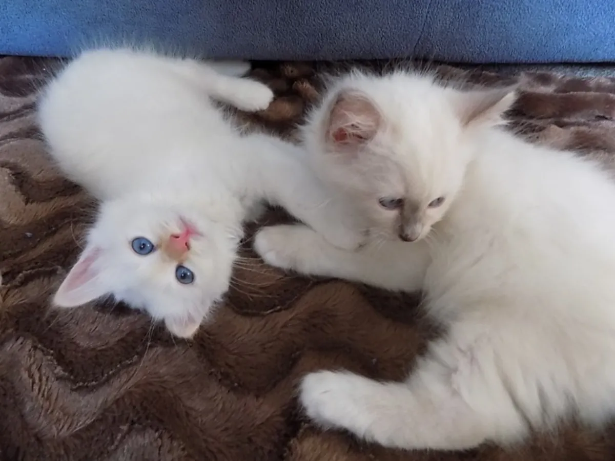 Erkek ve Dişi Birman Yavru Kedileri