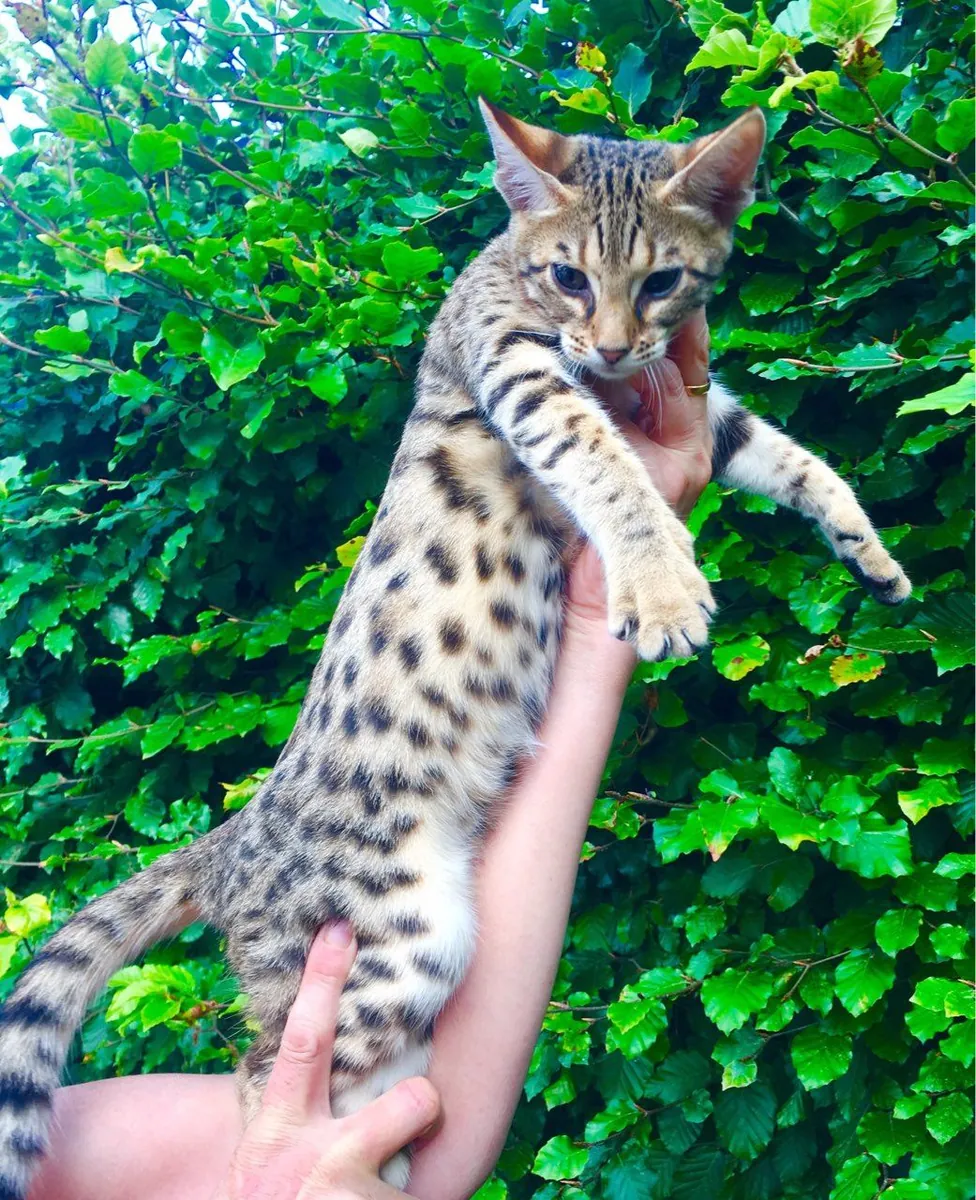 Savannah Kittens Available