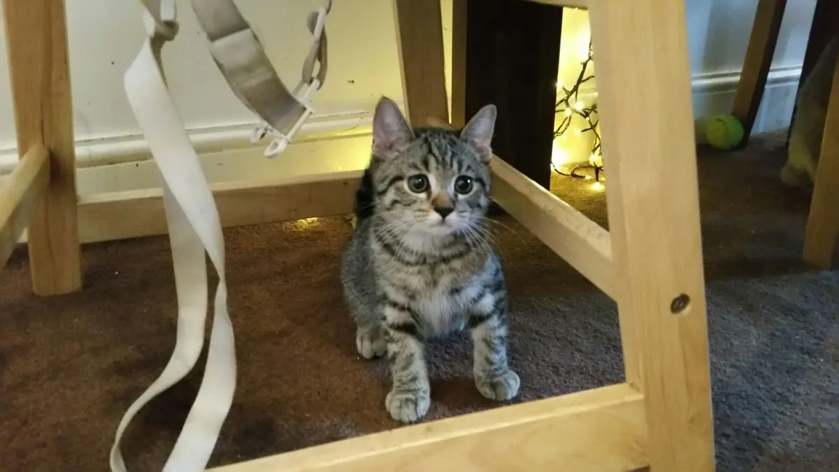 Munchkin Kittens Available