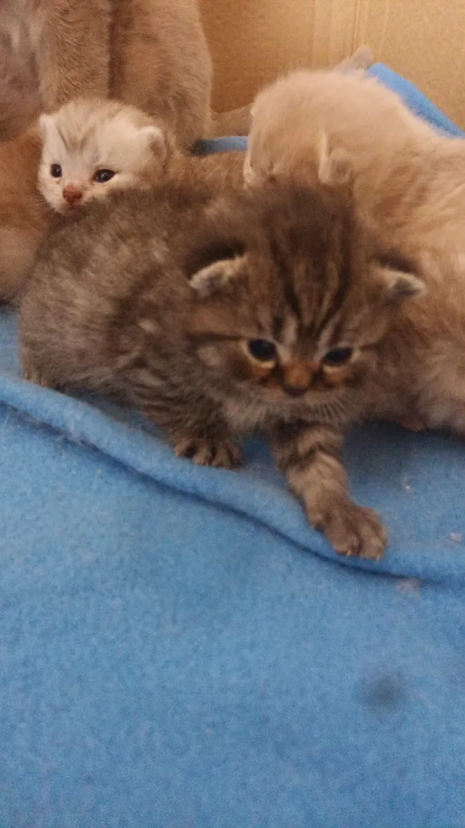 Chatons Scottish Fold / British Longhair