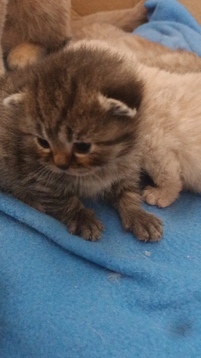 Chatons Scottish Fold / British Longhair