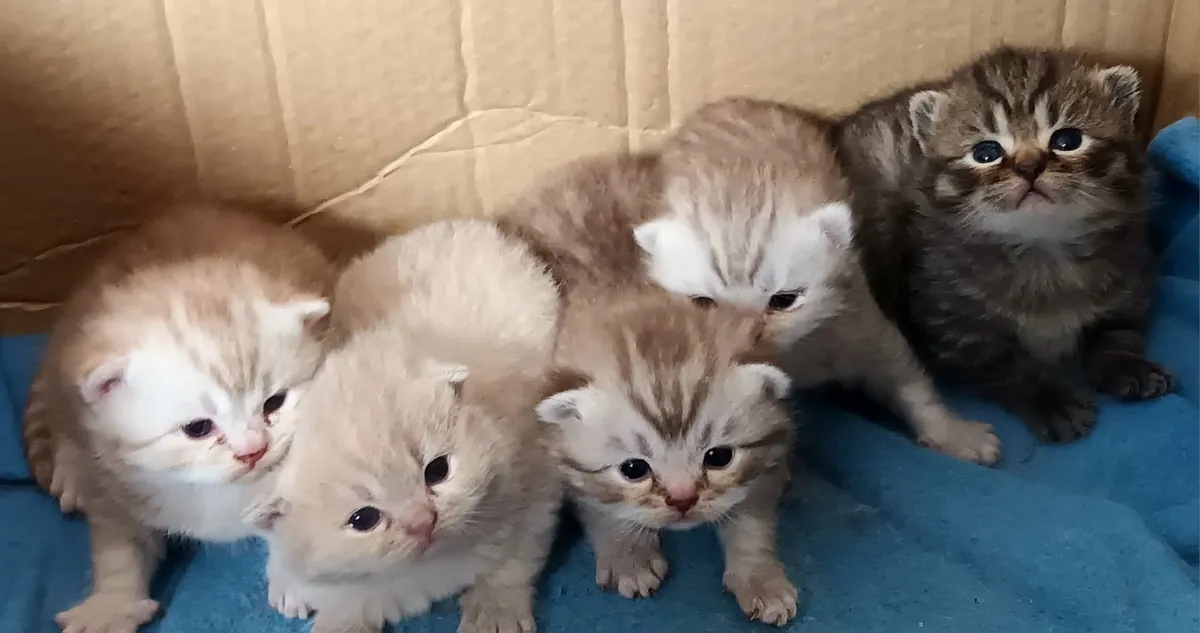 Chatons Scottish Fold / British Longhair