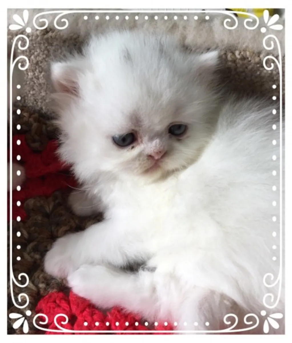 波斯小猫