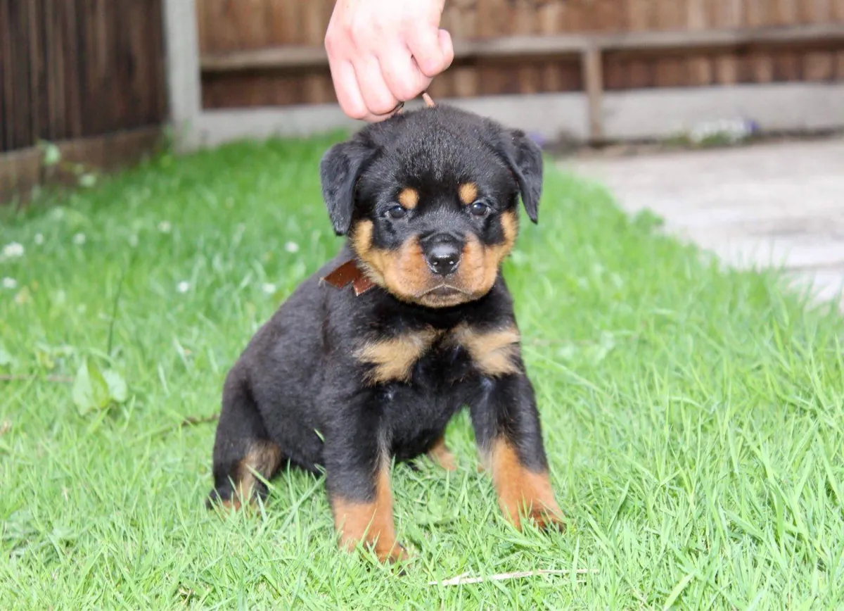 罗威纳犬幼犬
