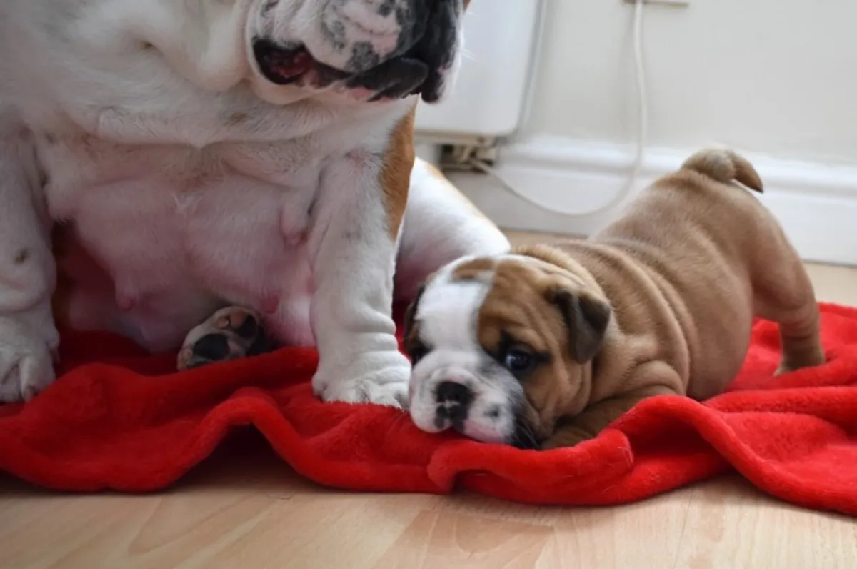 Cute English Bulldog Puppy
