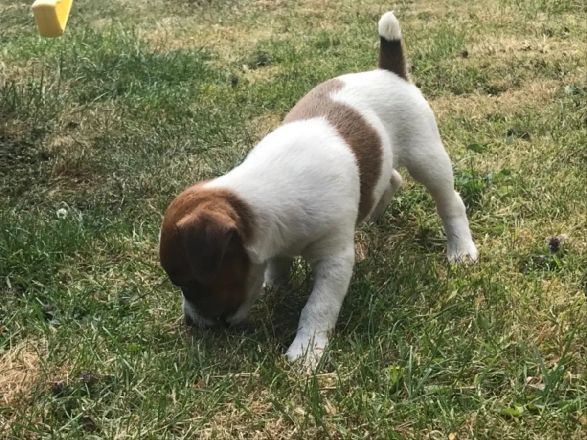 Adorable Little Jack Russell Puppies