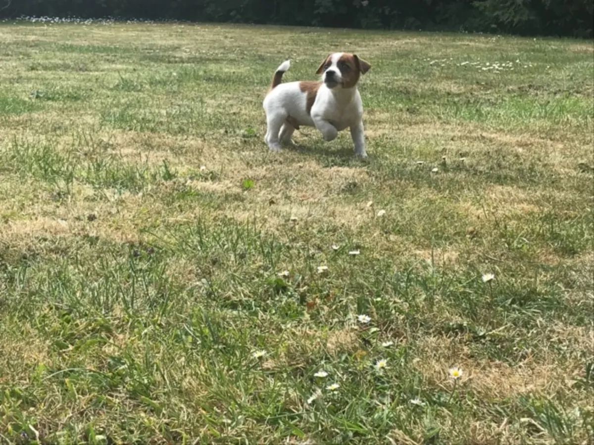 Adorable Little Jack Russell Puppies