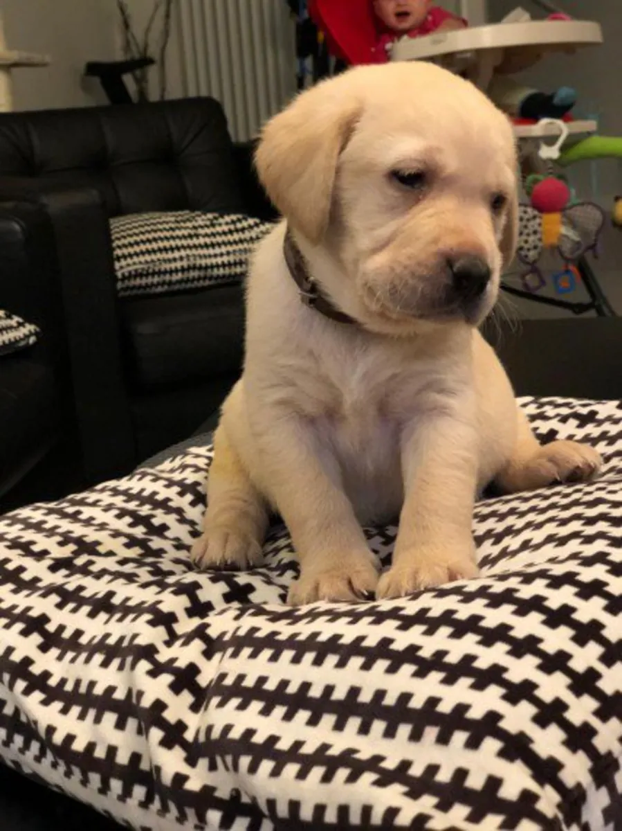 Labrador puppies For Adoption