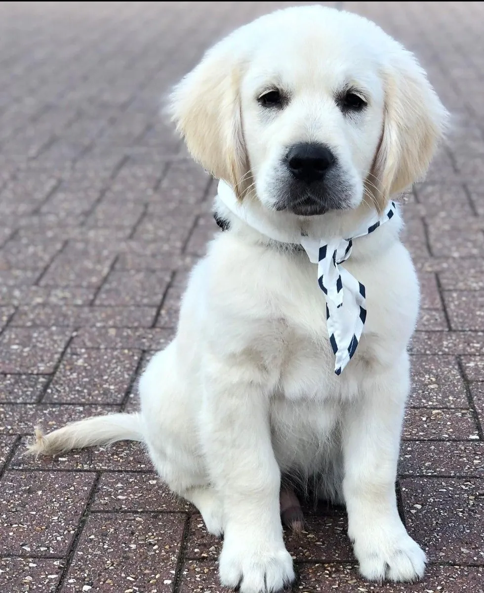 Adorable Golden Retriever Puppy For Adoption