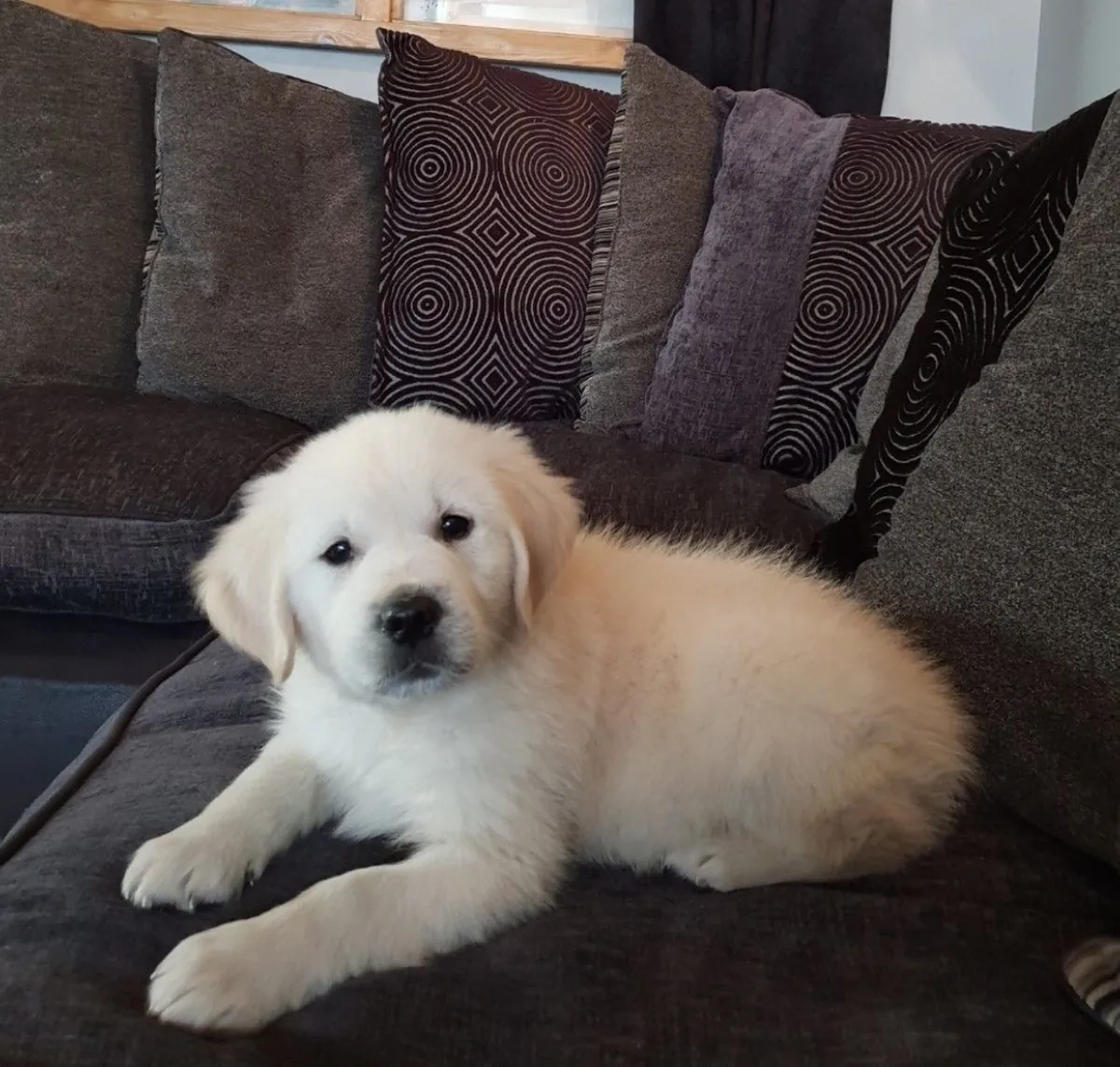 Adorable Golden Retriever Puppy For Adoption