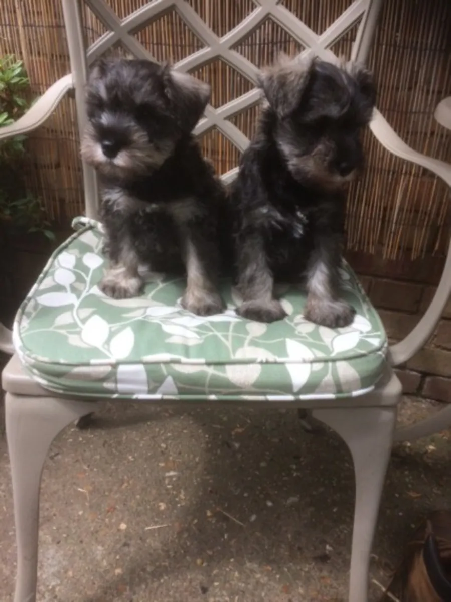 Miniature Schnauzer Puppies
