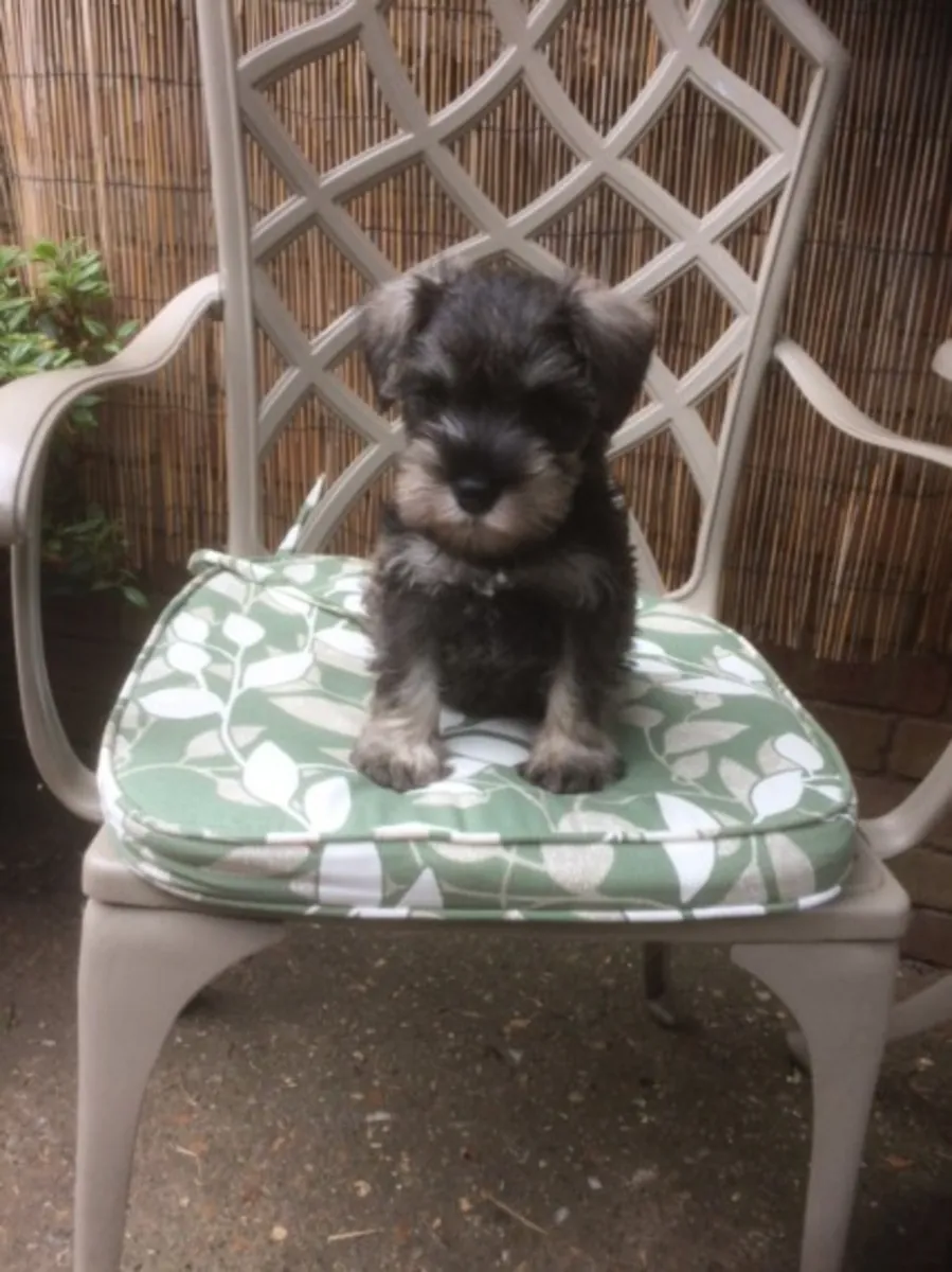 Miniature Schnauzer Puppies