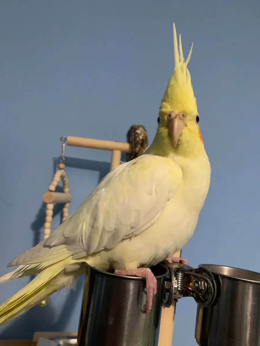 Calopsita tranquila acostumbrada a vivir con personas