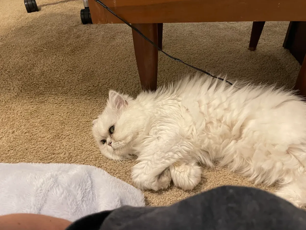 Gato persa tranquilo acostumbrado a vida interior