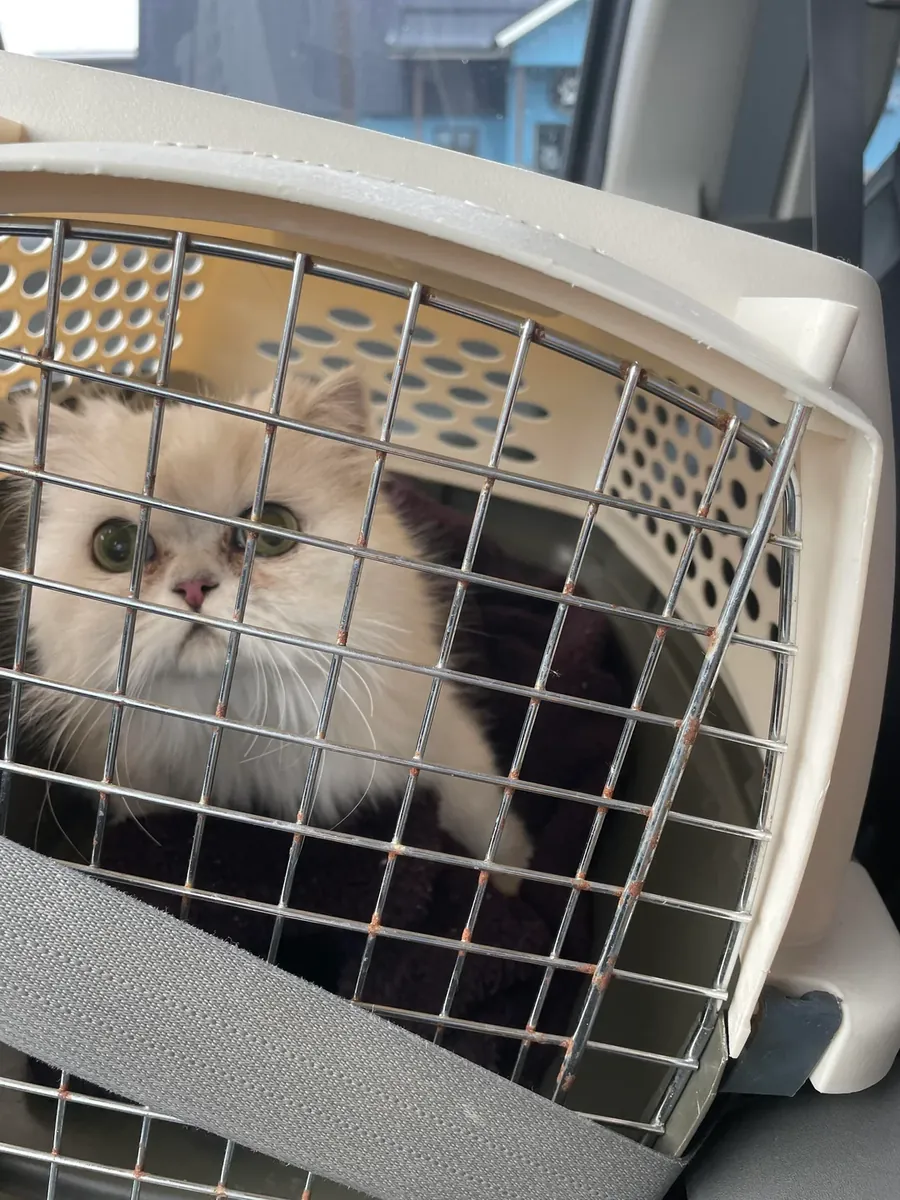 Gato persa tranquilo acostumbrado a vida interior