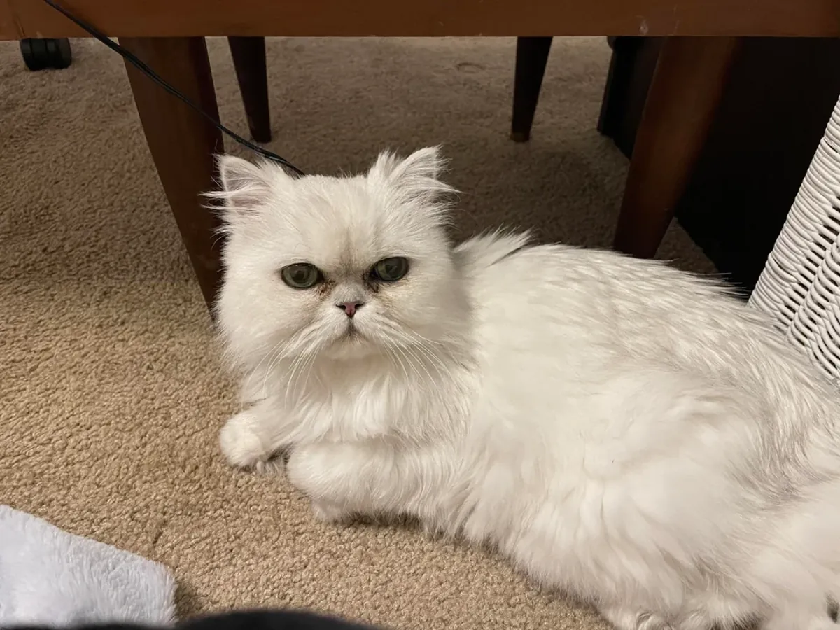 Gato persa tranquilo acostumbrado a vida interior