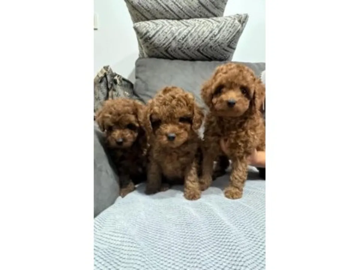 Cachorro poodle toy marrón criado en ambiente familiar