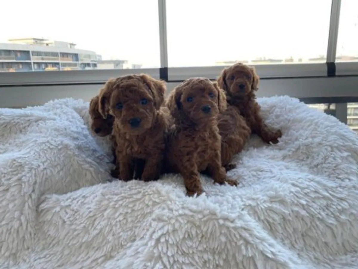 Cachorro poodle toy marrón criado en ambiente familiar