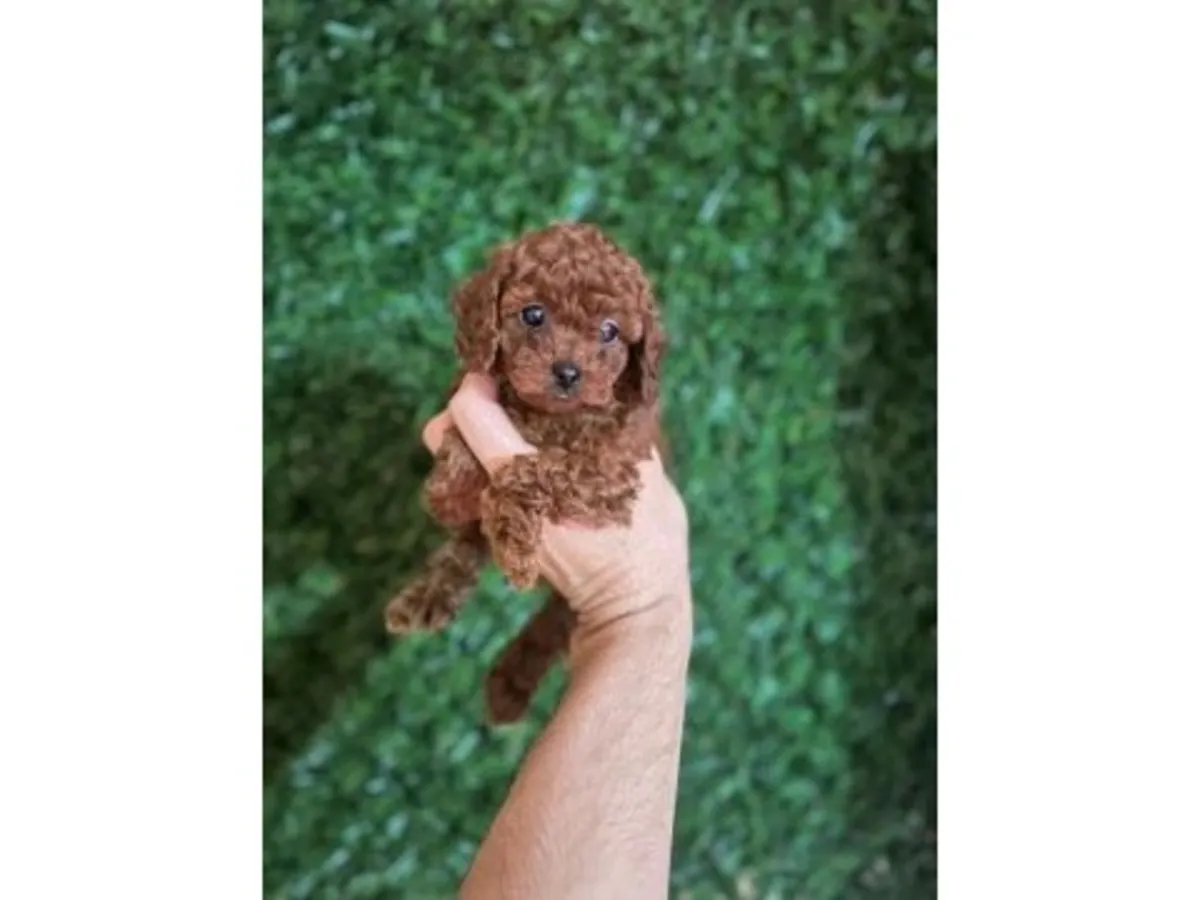 Cachorro poodle toy marrón criado en ambiente familiar