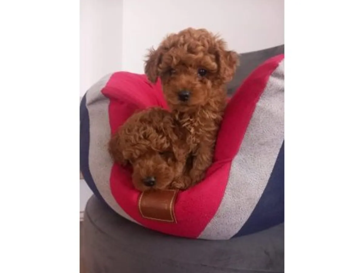 Cachorro poodle toy marrón criado en ambiente familiar