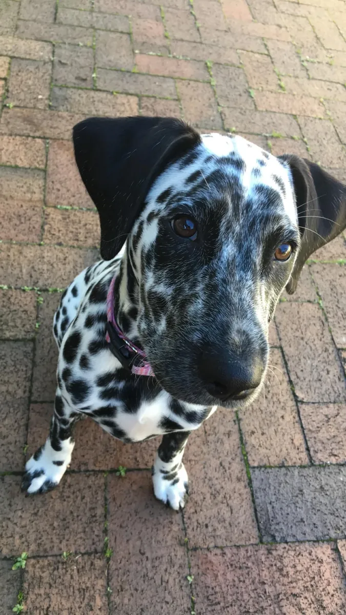 Dálmata sociable acostumbrado a convivir con personas