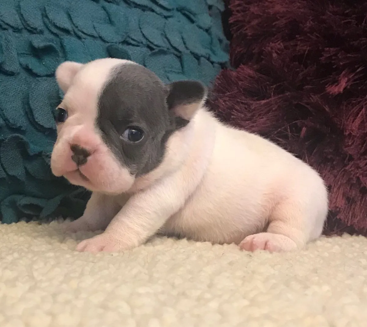 Adorable french bulldog puppies