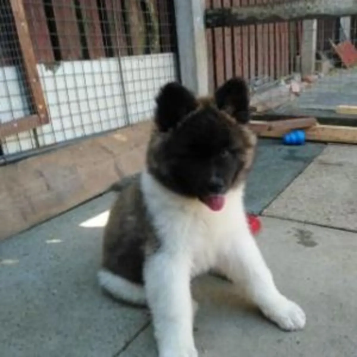 Jolis chiots Akita