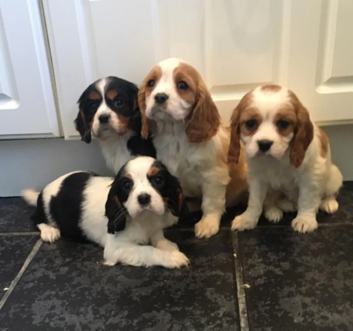Cavalier King Charles Spaniel à adopter