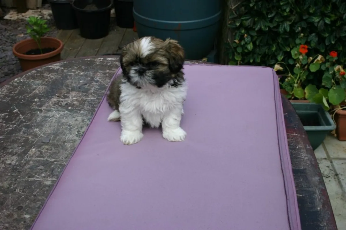 Home Trained Shih Tzu Puppies