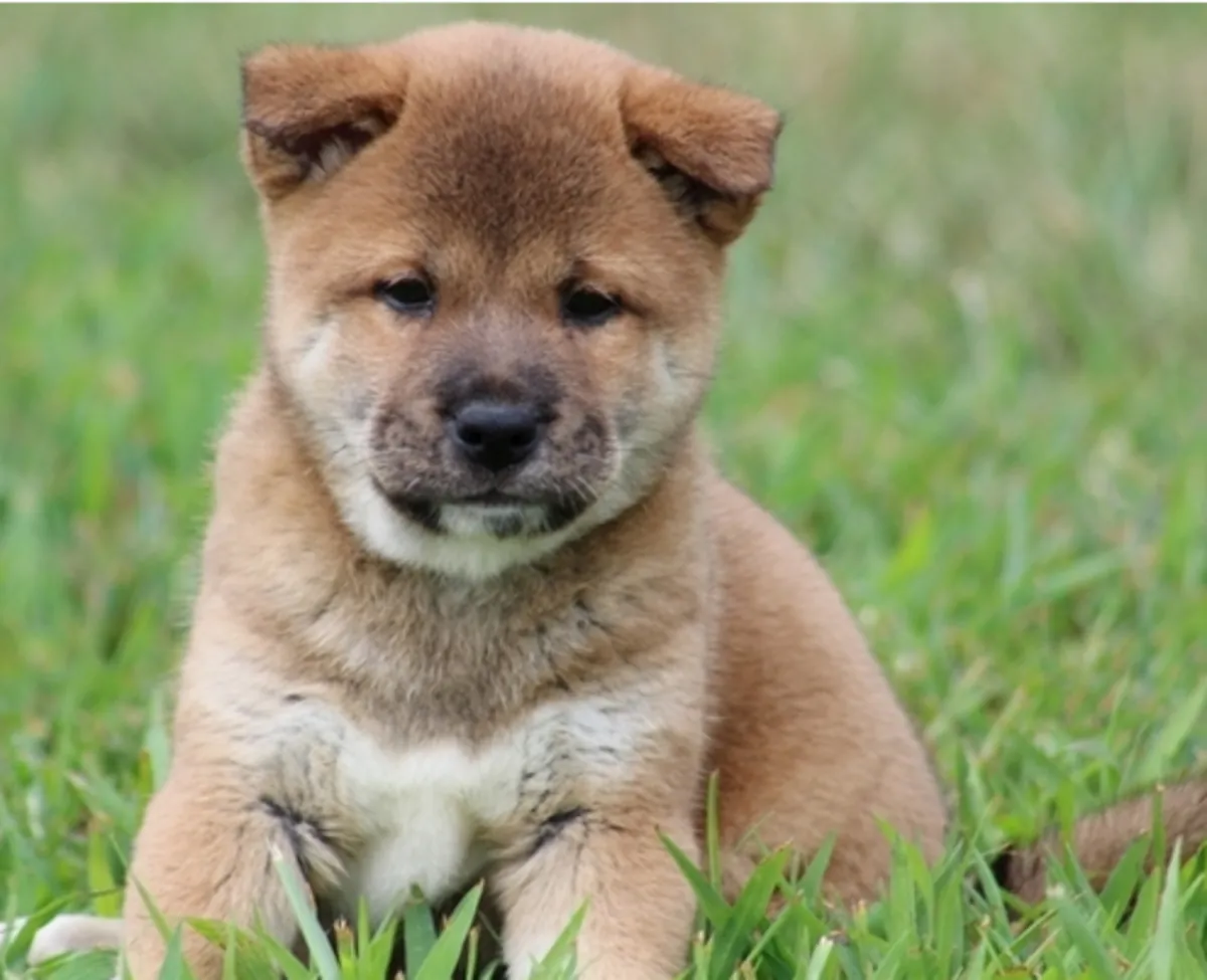 Adorable registered Shiba Inu puppies