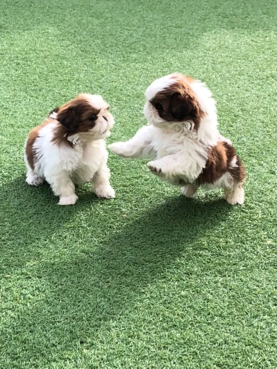 lovely shih tzu puppies for adoption