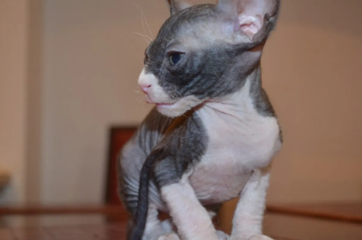 Şirin Sphynx Yavru Kediler