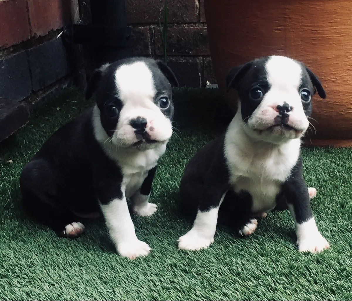 Chiots Boston Terrier prêts
