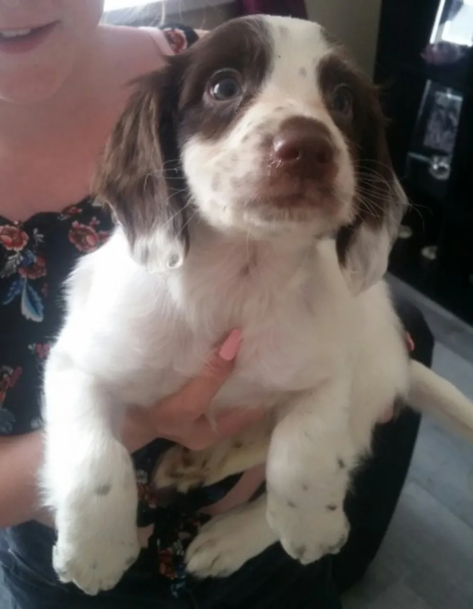 cocker spanier puppies