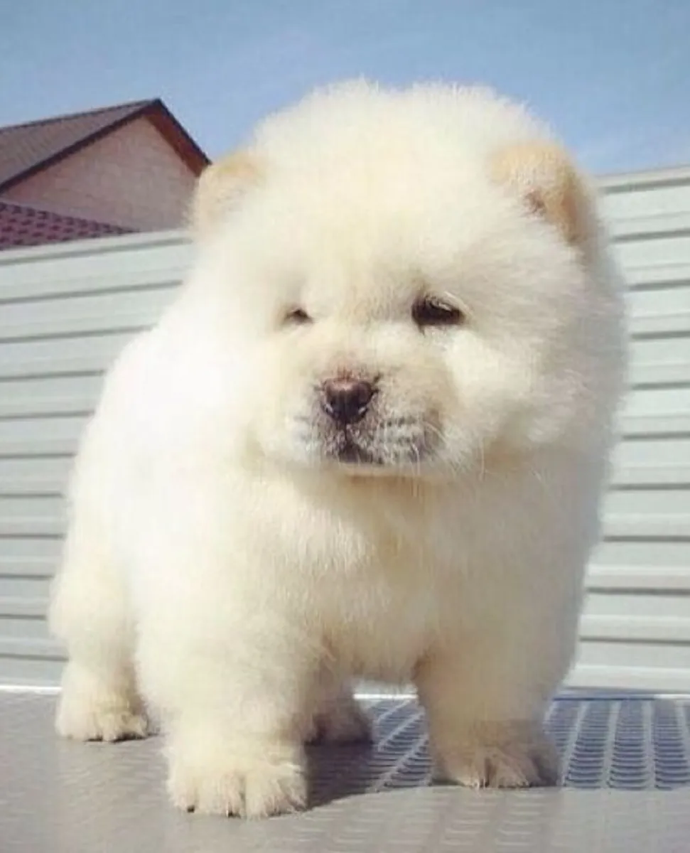待领养的松狮幼犬