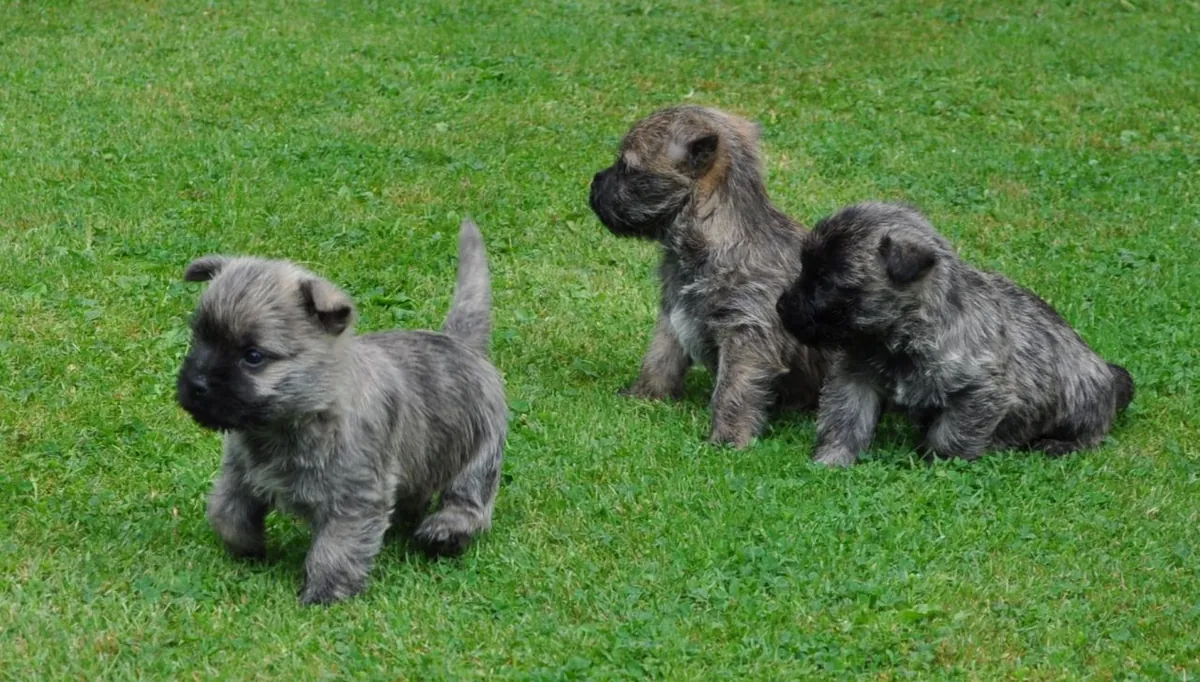 chiots cairrn terrier à adopter