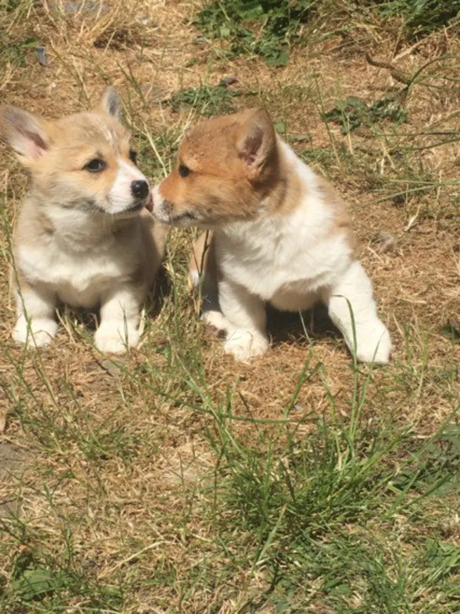 Pembroke Welsh Corgi for Rehoming